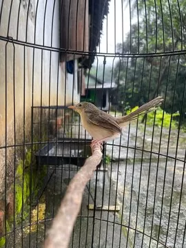 bb体育滚球数据VIP实时数据界面